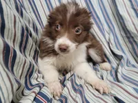 Stacy, a female Australian Shepherd for sale in Westland, MI – Photo 1 of 3