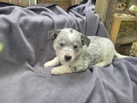 Jack , a male Australian Cattle Dog for sale in Westland, MI – 2 of 4