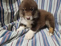 Brown , a male Australian Shepherd for sale in Westland, MI – Photo 3 of 3