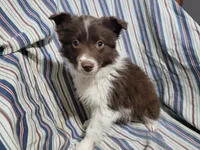 Lisa , a female Australian Shepherd for sale in Westland, MI – Photo 4 of 4