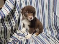 Brown , a male Australian Shepherd for sale in Westland, MI – Photo 1 of 3