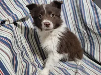 Lisa , a female Australian Shepherd for sale in Westland, MI – Photo 1 of 4