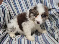Jack , a male Australian Shepherd for sale in Westland, MI – Photo 1 of 5