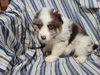 Jack , a male Australian Shepherd for sale in Westland, MI – Photo 3 of 5