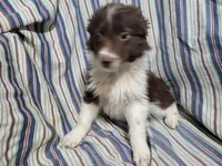 Lisa , a female Australian Shepherd for sale in Westland, MI – Photo 2 of 4