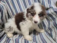 Jack , a male Australian Shepherd for sale in Westland, MI – Photo 4 of 5