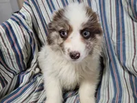 Jack , a male Australian Shepherd for sale in Westland, MI – Photo 2 of 5