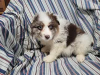 Jack , a male Australian Shepherd for sale in Westland, MI – Photo 5 of 5