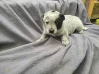 Susie, a female Australian Cattle Dog for sale in Westland, MI – 3 of 3