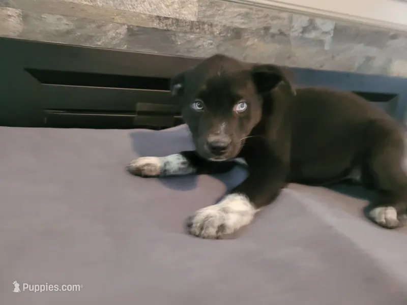 Black  – Siberian Husky, Labrador Retriever puppy for sale in Westland, MI