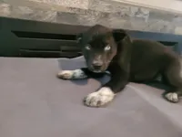 Black , a male Siberian Husky and Labrador Retriever for sale in Westland, MI – 1 of 4