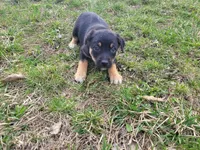 Stacy, a female German Shepherd Dog and Labrador Retriever for sale in Westland, MI – Photo 4 of 4