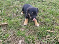 Stacy, a female German Shepherd Dog and Labrador Retriever for sale in Westland, MI – Photo 3 of 4