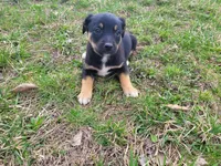 Stacy, a female German Shepherd Dog and Labrador Retriever for sale in Westland, MI – Photo 2 of 4