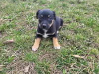 Stacy, a female German Shepherd Dog and Labrador Retriever for sale in Westland, MI – Photo 1 of 4
