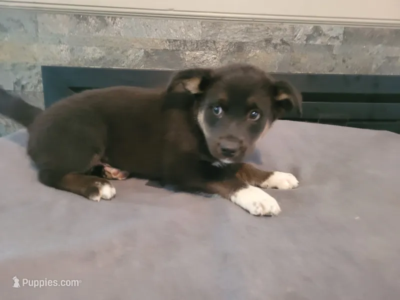 Alex, a male Siberian Husky and Labrador Retriever for sale in Westland, MI – 1 of 3