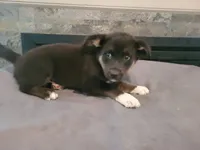 Alex, a male Siberian Husky and Labrador Retriever for sale in Westland, MI – 1 of 3