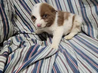 Brittany, a female Australian Shepherd for sale in Westland, MI – Photo 2 of 3