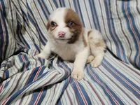 Brittany, a female Australian Shepherd for sale in Westland, MI – Photo 1 of 3