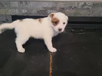 Stacy, a female Australian Cattle Dog and Border Collie for sale in Westland, MI – Photo 1 of 6