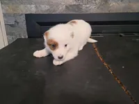 Stacy, a female Australian Cattle Dog and Border Collie for sale in Westland, MI – Photo 4 of 6