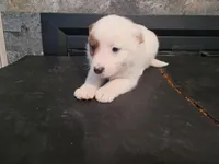 Stacy, a female Australian Cattle Dog and Border Collie for sale in Westland, MI – Photo 2 of 6