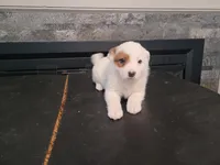 Stacy, a female Australian Cattle Dog and Border Collie for sale in Westland, MI – Photo 3 of 6