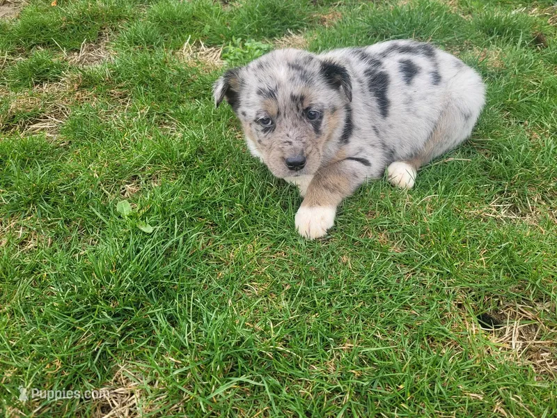 Jack  – Australian Shepherd puppy for sale in Westland, MI