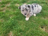 Jack , a male Australian Shepherd for sale in Westland, MI – Photo 1 of 4