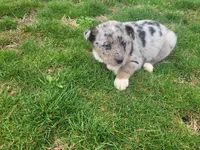 Jack , a male Australian Shepherd for sale in Westland, MI – Photo 3 of 4
