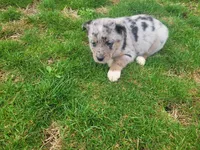 Jack , a male Australian Shepherd for sale in Westland, MI – Photo 4 of 4
