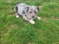 Jack , a male Australian Shepherd for sale in Westland, MI – Photo 2 of 4
