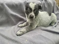 Stacy, a female Australian Cattle Dog for sale in Westland, MI – 3 of 4