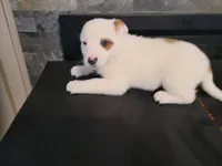 Alex, a male Australian Cattle Dog and Border Collie for sale in Westland, MI – Photo 1 of 4