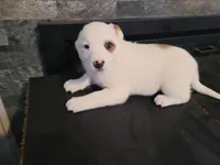 Alex, a male Australian Cattle Dog and Border Collie for sale in Westland, MI – Photo 3 of 4