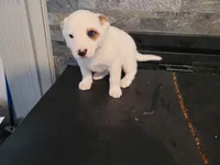 Alex, a male Australian Cattle Dog and Border Collie for sale in Westland, MI – Photo 2 of 4
