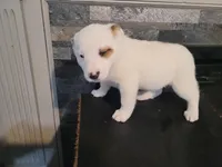 Alex, a male Australian Cattle Dog and Border Collie for sale in Westland, MI – Photo 4 of 4