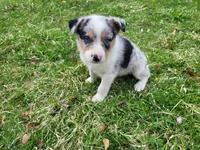 Alex, a male Australian Shepherd for sale in Westland, MI – Photo 3 of 4