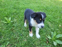 Sam, a male Australian Shepherd for sale in Westland, MI – Photo 2 of 5