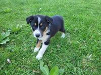 Sam, a male Australian Shepherd for sale in Westland, MI – Photo 3 of 5