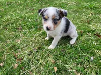 Alex, a male Australian Shepherd for sale in Westland, MI – Photo 4 of 4