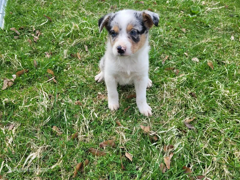 Alex – Australian Shepherd puppy for sale in Westland, MI