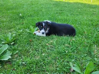 Sam, a male Australian Shepherd for sale in Westland, MI – Photo 5 of 5