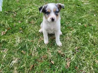 Alex, a male Australian Shepherd for sale in Westland, MI – Photo 2 of 4