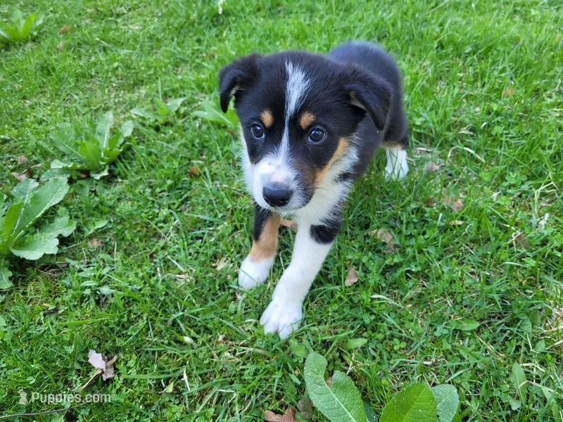 Sam, a male Australian Shepherd for sale in Westland, MI – Photo 1 of 5