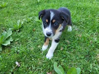 Sam, a male Australian Shepherd for sale in Westland, MI – Photo 1 of 5