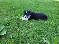 Sam, a male Australian Shepherd for sale in Westland, MI – Photo 4 of 5