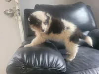 Susie, a female Australian Shepherd for sale in Westland, MI – Photo 2 of 3