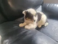 Susie, a female Australian Shepherd for sale in Westland, MI – Photo 3 of 3