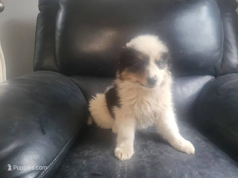 Susie – Australian Shepherd puppy for sale in Westland, MI